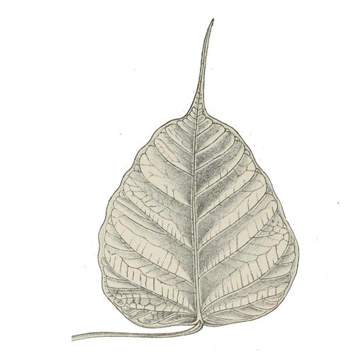 Yanai Postelnik: Brief practice instructions for the morning of last full day