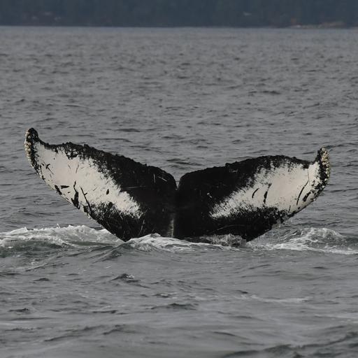The Humpback comeback: Vancouver's whales come home