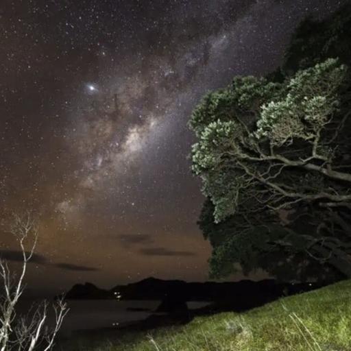 371E-405-Kiwi Nights