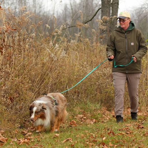 Instinct at Work: Australian Shepherds with a Job That Matters