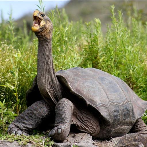 Giants of Time: The Galápagos Tortoise