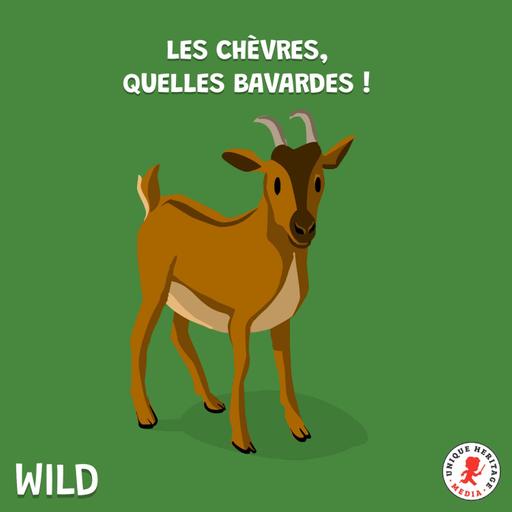 Les chèvres, quelles bavardes !