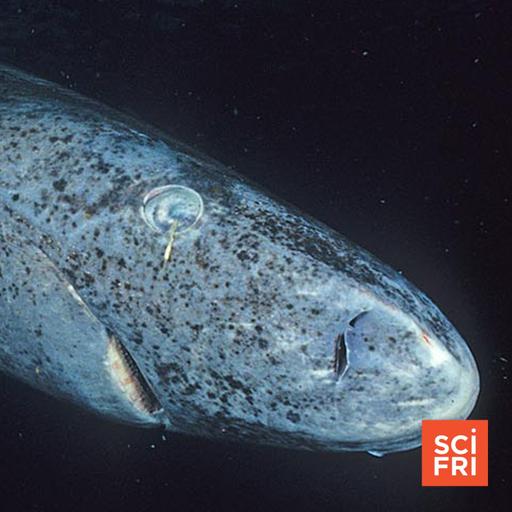 What Greenland Sharks Are Teaching Us About Aging Eyes
