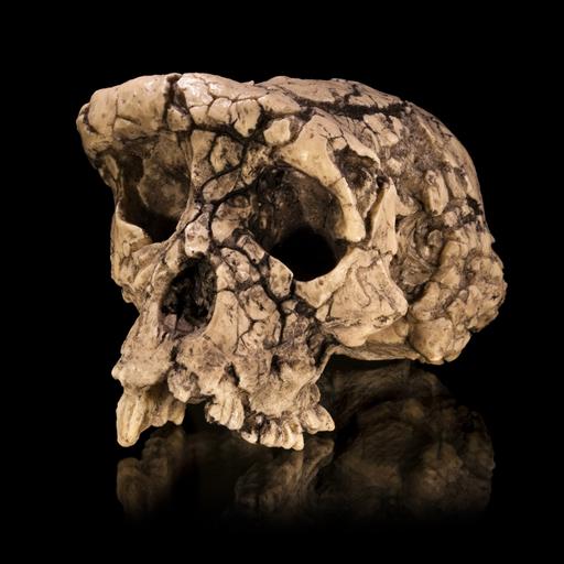 Aparici en Órbita s08e19: Sahelanthropus, una especie clave para entender la evolución del bipedismo