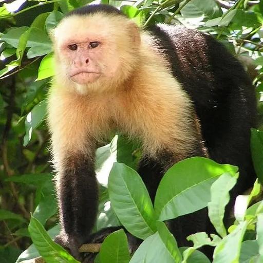 Fragile Future of Capuchin Monkeys