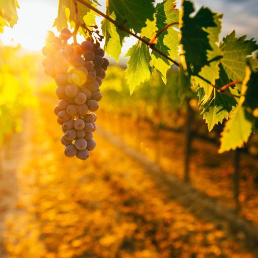 L'avenir des vignobles, la grippe et le covid et la cataracte