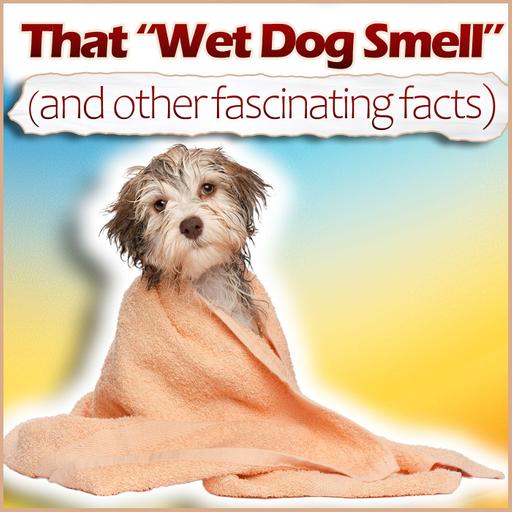 That "Wet Dog Smell" (and other fascinating facts)