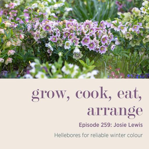 Josie Lewis: Hellebores for reliable winter colour - Episode 259