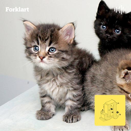 Redd for krig og uro i verden? Her er noen gode råd.