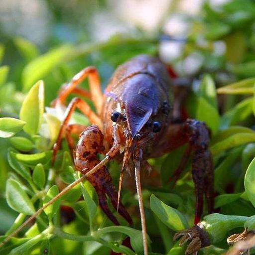 Fascinating World of Crayfish w/Dr. Zachary Graham