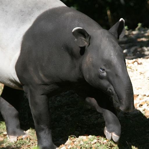 Living Fossils in the Shadows: Malayan Tapirs