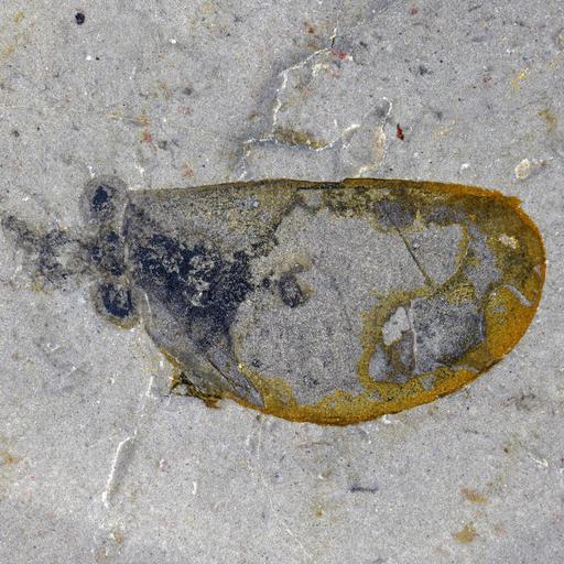 Paläontologie - Über 500 Millionen Jahre altes marines Ökosystem entdeckt