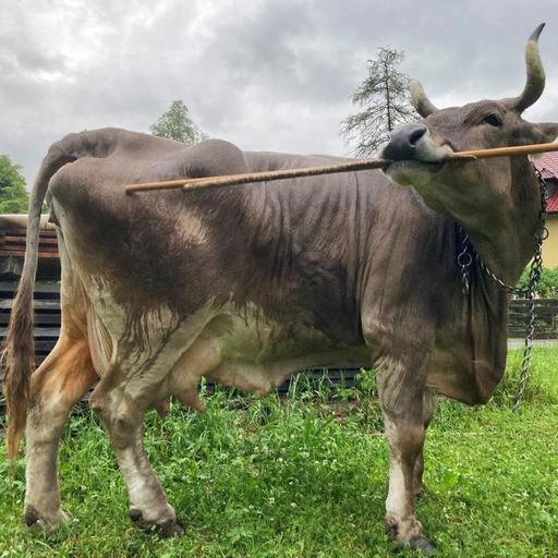 How positivity affects health, the rise of scabies and bovine intelligence