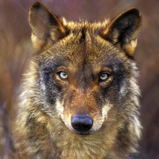 Mira a la tierra: El Lobo Pt. 1