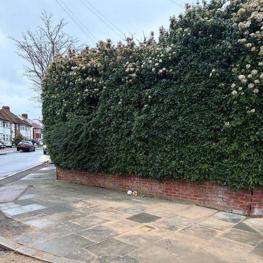 Another hedge-ful of sparrows, Southgate, London, UK on 11th January 2026 – by Siddharth Khajuria