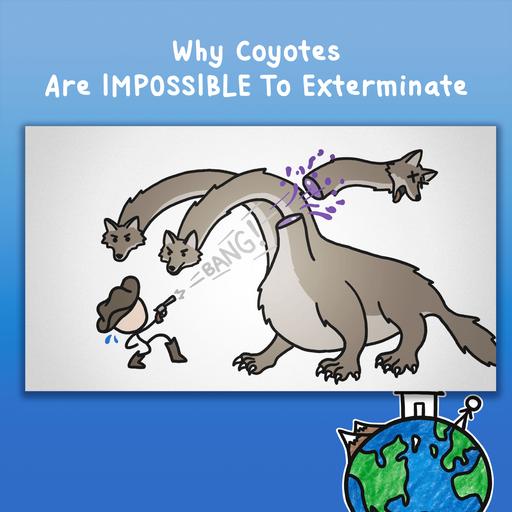 Why Coyotes Are IMPOSSIBLE To Exterminate