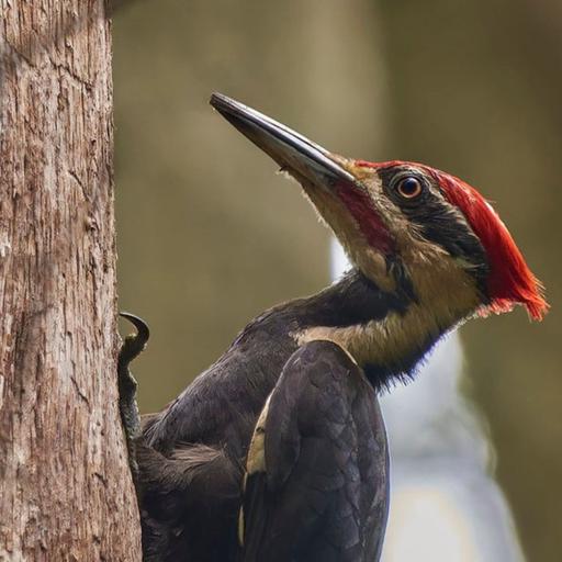 Letter to a Pileated Woodpecker