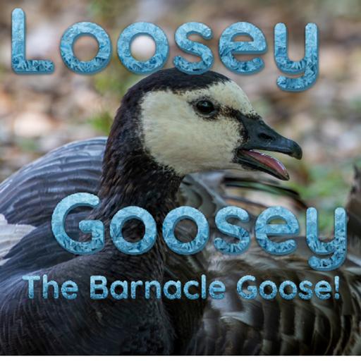 Episode 81: Loosey Goosey (Barnacle Goose)