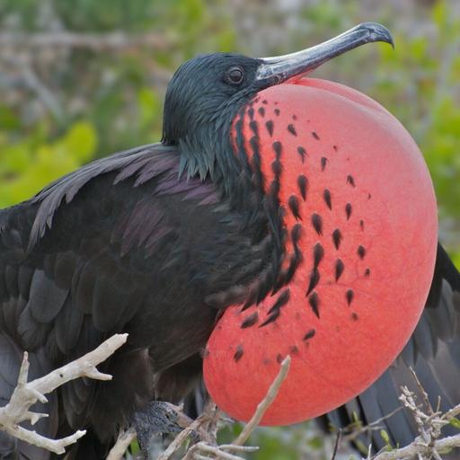 Magnificent Frigatebird Drum Roll