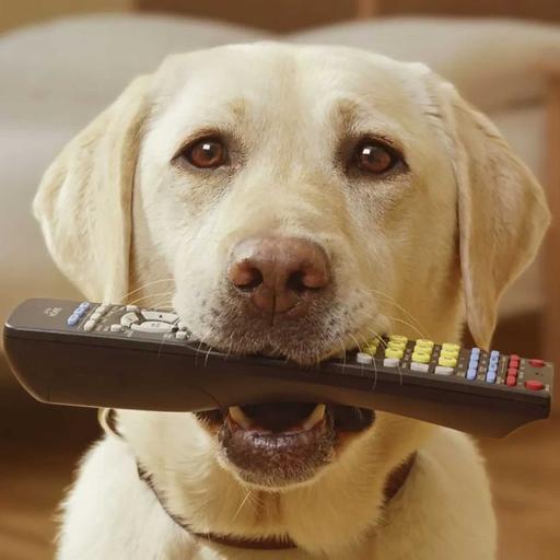 Pets Damaged $3 Billion Dollars Worth of Electronics
