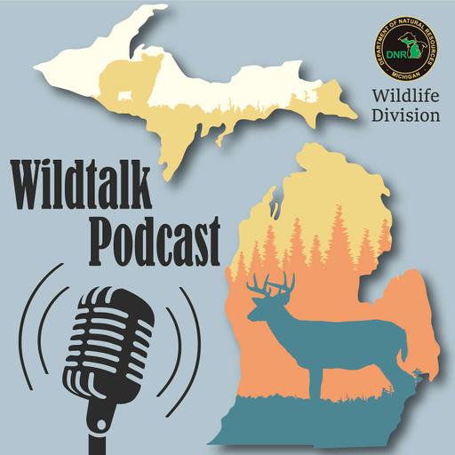Harsens Island, mallards and muskrats