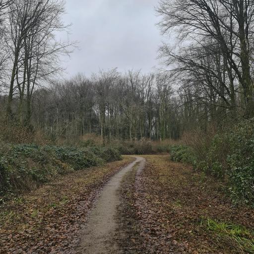 336. Come for a wander in a winter woodland - and then enjoy the Big Garden Birdwatch