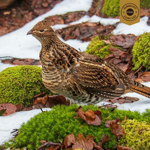 #346 | Lessons from an 80-Year-Old Grouse Hunter with Tim Flanigan