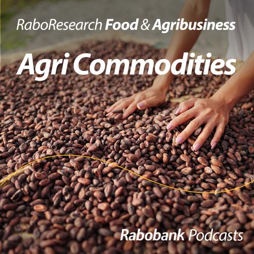 The cocoa crash explained