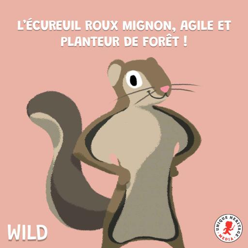 L'écureuil roux, le planteur de forêt