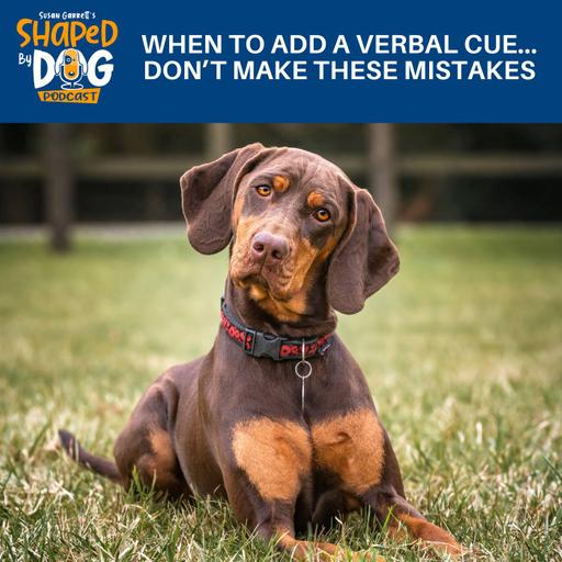 When To Add A Verbal Cue... Don't Make These Mistakes #325