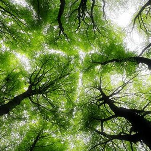 The Trees of Indra's Infinitely Jeweled Net
