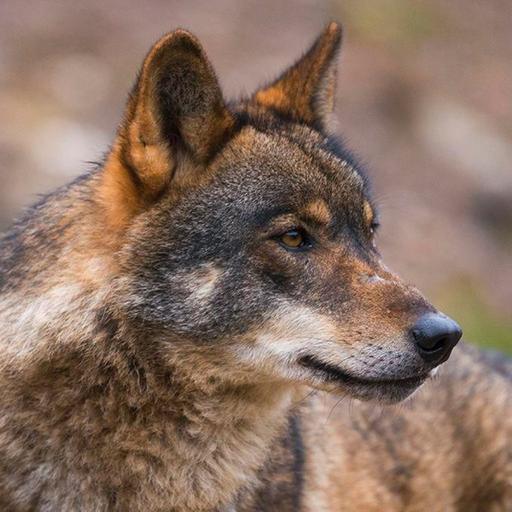 Mira a la tierra: El Lobo Pt. 2