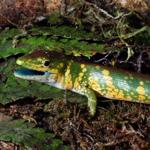 Green-blooded Skinks of Papua New Guinea