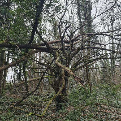Sound Escape 262. Be soothed by gentle rain and birdsong
