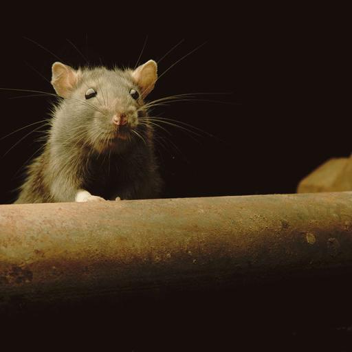 Meet David Dorfman - Rodent Control Expert