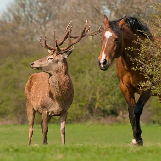 Podcast 327 - Horse or Deer?