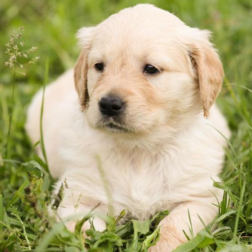 Garden hazards for pets: 10 min podcast