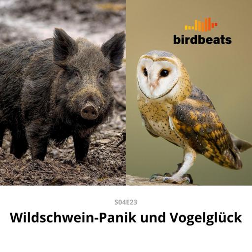 Wildschwein-Panik und Vogelglück