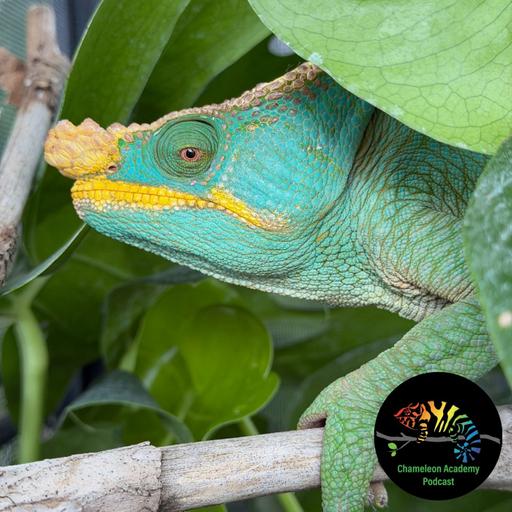 Should You Get a Parson's Chameleon?