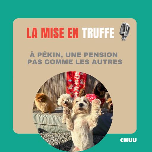 [MISE EN TRUFFE] À Pékin, une pension canine pas comme les autres