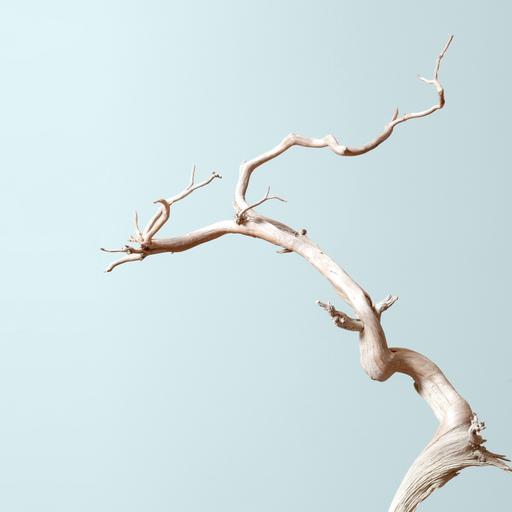 Lineage of Passion with Harold Sasaki