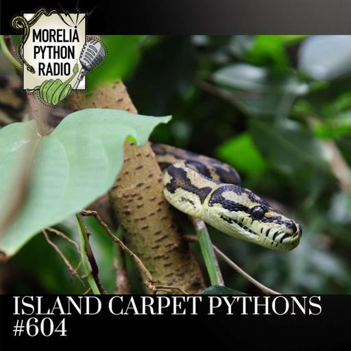 Island Carpet Pythons & White Lipped Pythons