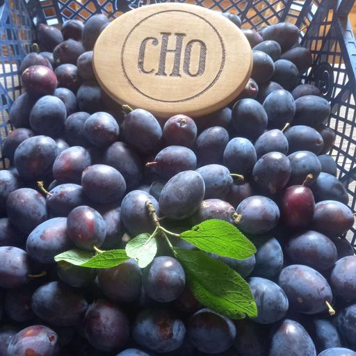 Growing Fruit Trees Naturally with Lindsay Engers