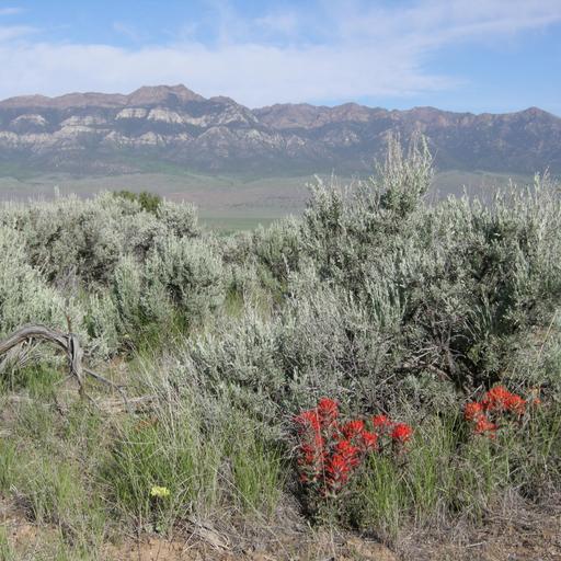 The Nature Of Idaho: Sagebrush Sea Project