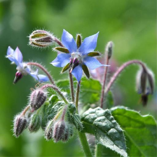 Companion Plants and Flowers for the Spring Garden
