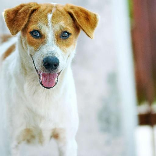 Easter Pet Care Tips