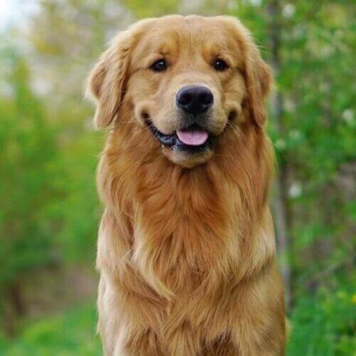 Is cancer on the rise in pets?