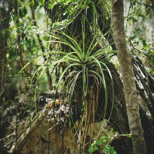 I Am Spider Plant Kin – Everywhere and Unkillable