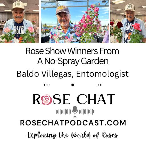 ROSE SHOW WINNERS FROM A NO-SPRAY GARDEN