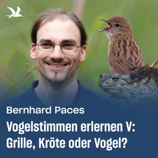 91. Vogelstimmen erlernen V: Grille, Kröte oder Vogel?